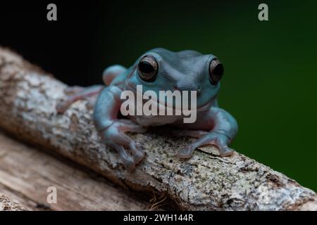 Una rana Blue Dumpy Tree arroccata su un tronco di albero in mezzo a uno sfondo scuro a contrasto Foto Stock