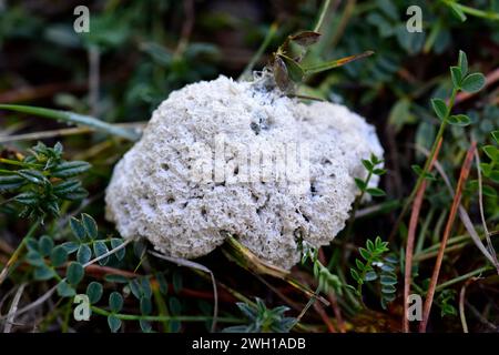 Il fungo malato del cane (Mucilago crustacea) è una muffa di lime. Questa foto è stata scattata nei pressi di Cantavieja, provincia di Teruel, Aragona, Spagna. Foto Stock