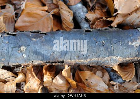 Il fungo della crosta di cobalto o fungo blu profondo (Pulcherricium caeruleum o Terana caerulea) è un fungo della crosta molto colorato. Questa foto è stata scattata a Montseny Foto Stock