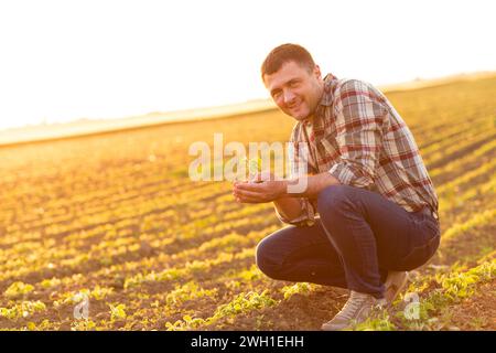 Agricoltore in un campo che tiene in mano ed esamina il raccolto di soia al tramonto. Foto Stock