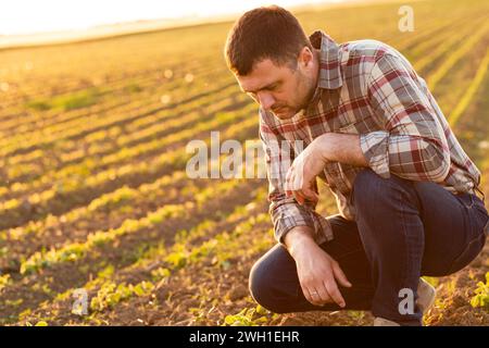 Agricoltore in un campo che tiene in mano ed esamina il raccolto di soia al tramonto. Foto Stock