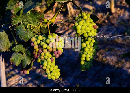 Fantastici grappoli di uva acuta in un vigneto Foto Stock