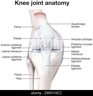 Illustrazione 3D che mostra le ossa e la cartilagine di un'articolazione del ginocchio. Foto Stock