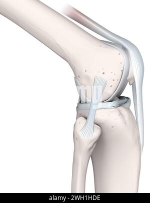 Anatomia articolare del ginocchio. Ossa, menischi, cartilagine articolare e legamenti. Vista laterale. Illustrazione 3D. Foto Stock