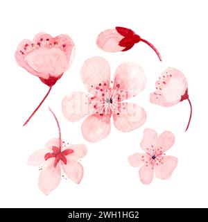 Acquerello illustrazioni di fiori sakura rosa disegnati a mano Foto Stock