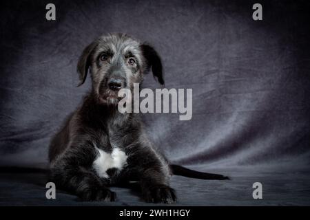 Simpatico cucciolo femminile di Wolfhound irlandese di razza. Razza irlandese di grande sospirazione e una delle più grandi di tutte le razze di cane. Foto Stock
