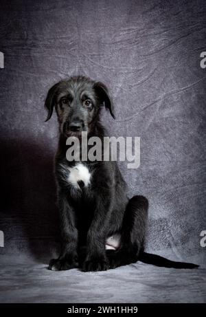 Simpatico cucciolo femminile di Wolfhound irlandese di razza. Razza irlandese di grande sospirazione e una delle più grandi di tutte le razze di cane. Foto Stock
