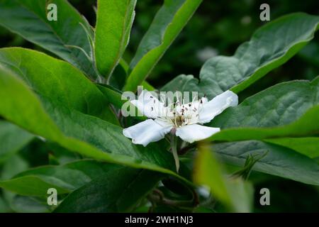 Fiori bianchi e foglie del Medlar comune o Mespilus germanica Foto Stock