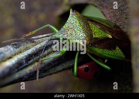 Insetto di biancospino (Acanthosoma emorroidale) in svernamento su recinzione d'acciaio con sottobosco Ladybird a 7 punti. Tipperary, Irlanda Foto Stock