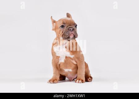 Cucciolo di cane Bulldog francese rosso blu seduto su sfondo bianco Foto Stock