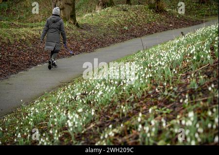 Bolton, Inghilterra, Regno Unito, mercoledì 07 febbraio 2024. Gli escursionisti passano davanti a una serie di gocce di neve in piena fioritura a Queen's Park, Bolton. I Forcasters prevedono che fino a 15 cm di neve cadranno nel nord-ovest dell'Inghilterra nelle prossime 24 ore. Crediti: Paul Heyes/Alamy News Live. Foto Stock