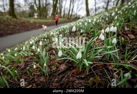 Bolton, Inghilterra, Regno Unito, mercoledì 07 febbraio 2024. Gli escursionisti passano davanti a una serie di gocce di neve in piena fioritura a Queen's Park, Bolton. I Forcasters prevedono che fino a 15 cm di neve cadranno nel nord-ovest dell'Inghilterra nelle prossime 24 ore. Crediti: Paul Heyes/Alamy News Live. Foto Stock