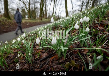 Bolton, Inghilterra, Regno Unito, mercoledì 07 febbraio 2024. Gli escursionisti passano davanti a una serie di gocce di neve in piena fioritura a Queen's Park, Bolton. I Forcasters prevedono che fino a 15 cm di neve cadranno nel nord-ovest dell'Inghilterra nelle prossime 24 ore. Crediti: Paul Heyes/Alamy News Live. Foto Stock