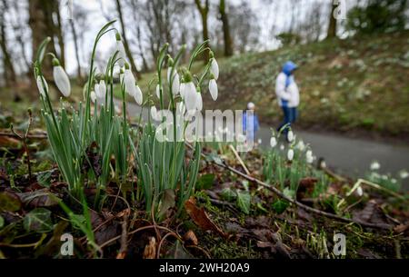 Bolton, Inghilterra, Regno Unito, mercoledì 07 febbraio 2024. Gli escursionisti passano davanti a una serie di gocce di neve in piena fioritura a Queen's Park, Bolton. I Forcasters prevedono che fino a 15 cm di neve cadranno nel nord-ovest dell'Inghilterra nelle prossime 24 ore. Crediti: Paul Heyes/Alamy News Live. Foto Stock