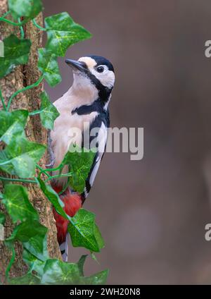 Uno spettacolare picchio maculato maschile (Dendrocopos Major), aggrappato al fianco di un tronco di albero coperto di edera Foto Stock