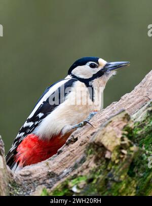 Un maschio spettacolare, un picchio grosso maculato (Dendrocopos Major), aggrappato al fianco di un tronco di albero Foto Stock