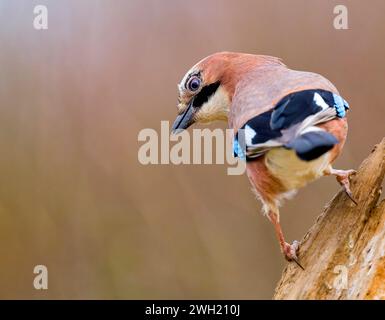 Un Jay, (Garrulus glandarius), arroccato su un vecchio ramo di albero. Il Jay è probabilmente il membro più colorato della famiglia Crow britannica Foto Stock