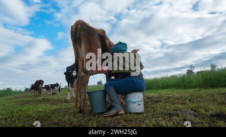 Pillaro, Tungurahua / Ecuador - 7 novembre 2023: Anziana donna indigena seduta su un secchio che munge una mucca nel mezzo di un campo piantato su un clou Foto Stock