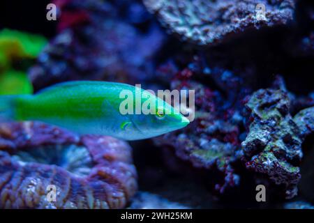 Pesce verde Halichoeres cloropterus in una vasca d'acquario. Bellissimi pesci luminescenti che nuotano in acqua. Coralli e rocce intorno. Foto Stock