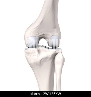 Illustrazione 3D che mostra le ossa e la cartilagine di un'articolazione del ginocchio. Vista laterale. Etichettato. Foto Stock