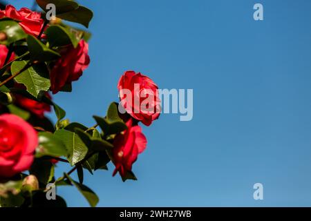 Guardando i fiori di camelia contro un cielo blu Foto Stock