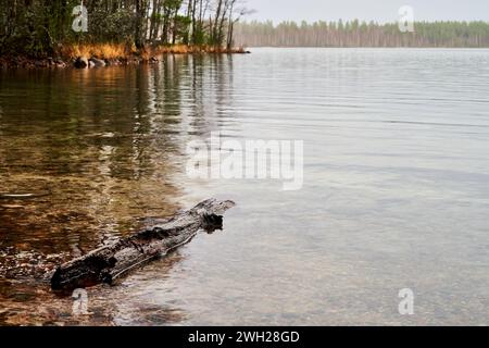 Un tronco che galleggia nelle acque calme del lago con fitti alberi sullo sfondo Foto Stock