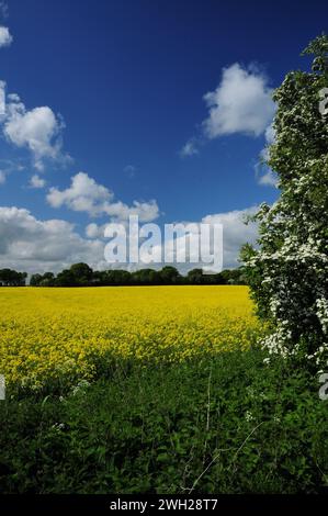 Un campo di semi oleosi in primavera. Foto Stock