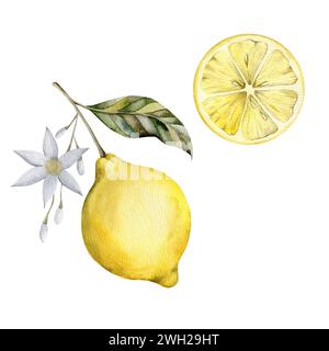 Illustrazione ad acquerello disegnata a mano con limone su un ramo con foglie. Un set per decorare e disegnare souvenir, poster, cartoline, stampe. Foto Stock
