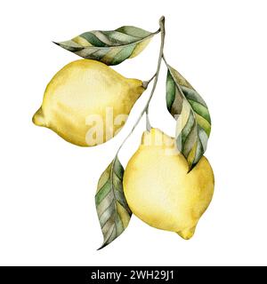 Illustrazione ad acquerello disegnata a mano con limone su un ramo con foglie. Un set per decorare e disegnare souvenir, poster, cartoline, stampe. Foto Stock