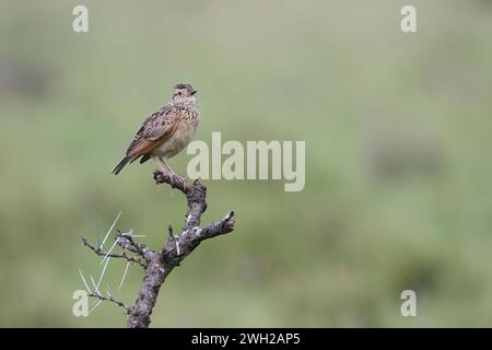 Rufous-naped lark (Mirafra africana) Foto Stock