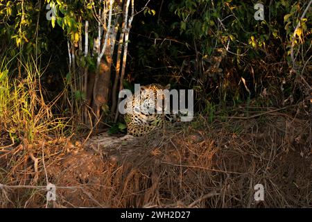 Jaguar adagiata su una riva del fiume, paludi brasiliane, Pantanal, Brasile Foto Stock