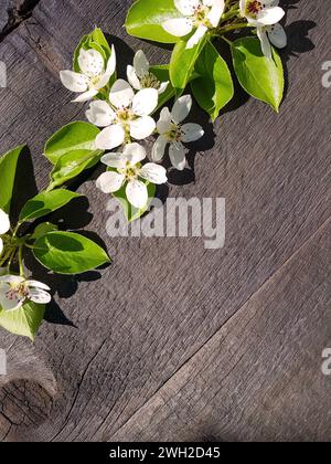 Fiori di pere su un vecchio sfondo di legno. posto vuoto per un'iscrizione Foto Stock