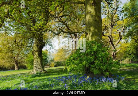 Beverley, Regno Unito - Una bella e tranquilla mattinata di primavera con campanelli in fiore sotto alberi consolidati in foglia sul Westwood, Beverley, Regno Unito. Foto Stock