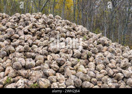 Un morsetto di stoccaggio delle barbabietole da zucchero raccolte in autunno. Foto Stock