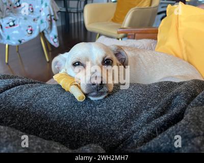 Il cane Chihuahua riposa sul grembo dopo aver giocato con il giocattolo. Foto Stock