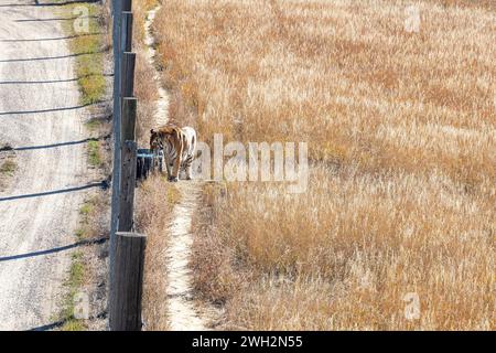 Keenesburg, Colorado - Una tigre beve acqua al Wild Animal Sanctuary, un'organizzazione no-profit che salva animali che sono stati abusati o detenuti illegalmente. An Foto Stock