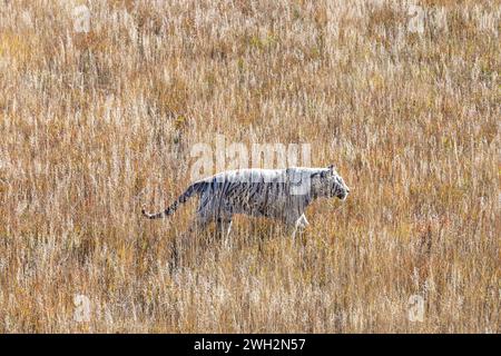 Keenesburg, Colorado - Una tigre bianca al Wild Animal Sanctuary, un'organizzazione no-profit che salva animali che sono stati abusati o detenuti illegalmente. Un'elevazione Foto Stock