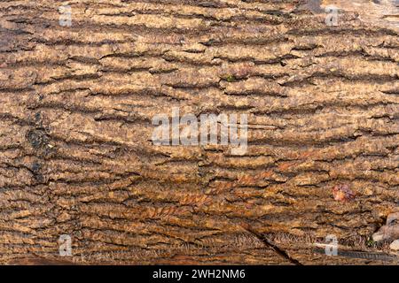 Modello di corteccia bruna dell'albero per lo sfondo. Foto Stock