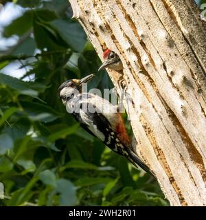 Grande Woodpecker macchiata, Dendrocopos maggiore, che controlla il suo bambino. Parco Isonzo, Turriaco, Italia Foto Stock