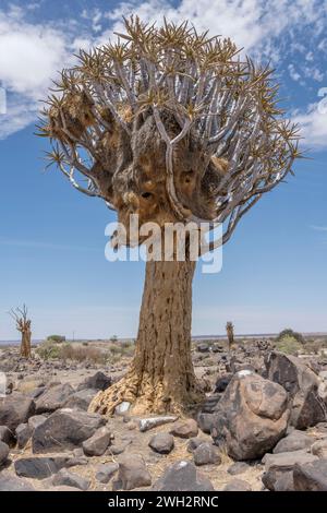 Albero tremolante con grandi uccelli tessitori nidificano nel deserto, fotografato alla luce della tarda primavera nella foresta di Quivertree, Keetmansoop, Namibia Foto Stock