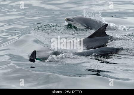 Gruppo sociale di delfini dal naso a bottiglia (Tursipos truncatus) che si innalza e cavalca a prua accanto a un peschereccio al largo di St Abbs Head, Firth of Forth, Scozia Foto Stock