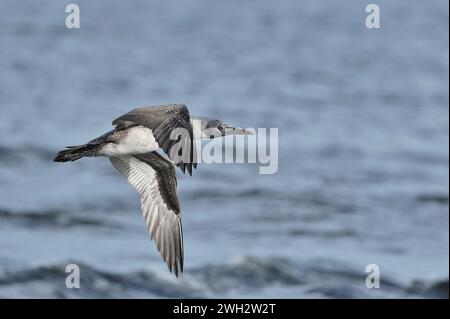 Gannet (Morus bassana) giovane nel primo anno di piumaggio che vola basso sul mare, Moray Firth, Scozia, settembre. Foto Stock