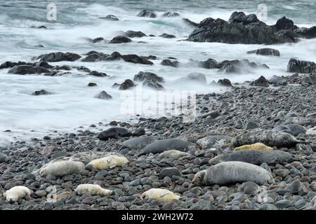 Sezione della colonia riproduttiva più grande composta da cuccioli e mucche con onde infranti fotografate con effetto di sfocatura del movimento. Foto Stock