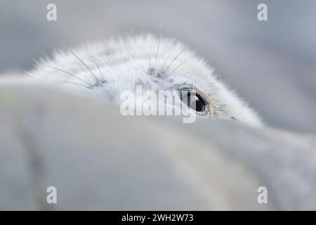 Cucciolo di foca grigia (Halichoerus grypus) che sbircia sopra il masso e fotografato da un angolo basso sulla costa rocciosa della colonia di riproduzione, St Abbs Head. Foto Stock