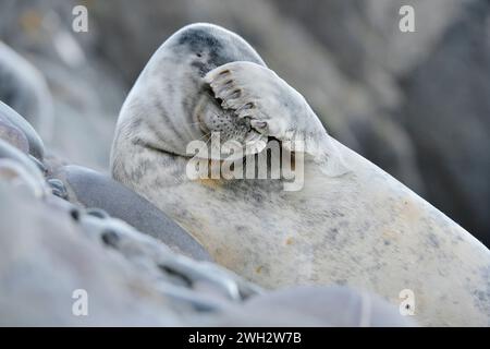 Foca grigia (Halichoerus grypus), cucciolo svezzato fotografato da un angolo basso sulla costa rocciosa della colonia di riproduzione, St Abbs Head. Foto Stock