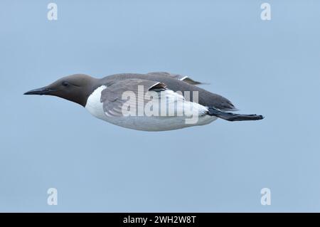 Guillemot (aquila di Uria) adulti che volano a livello con la scogliera e ritornano in mare per andare a caccia di cibo per nutrire i giovani al nido, St Abbs Head. Foto Stock