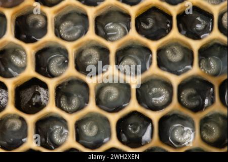 Honey Bee Larva in Royal Jelly Foto Stock