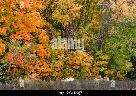 Alveari ai margini di un campo alberato in autunno Foto Stock