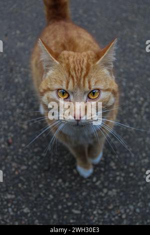 Gatto arancione Foto Stock