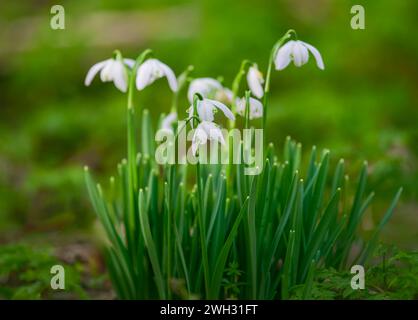 Un gruppo di gocce di neve, (Galanthus nivalis), che cresce selvaggio in un bosco a Lytham, Lancashire, regno unito Foto Stock
